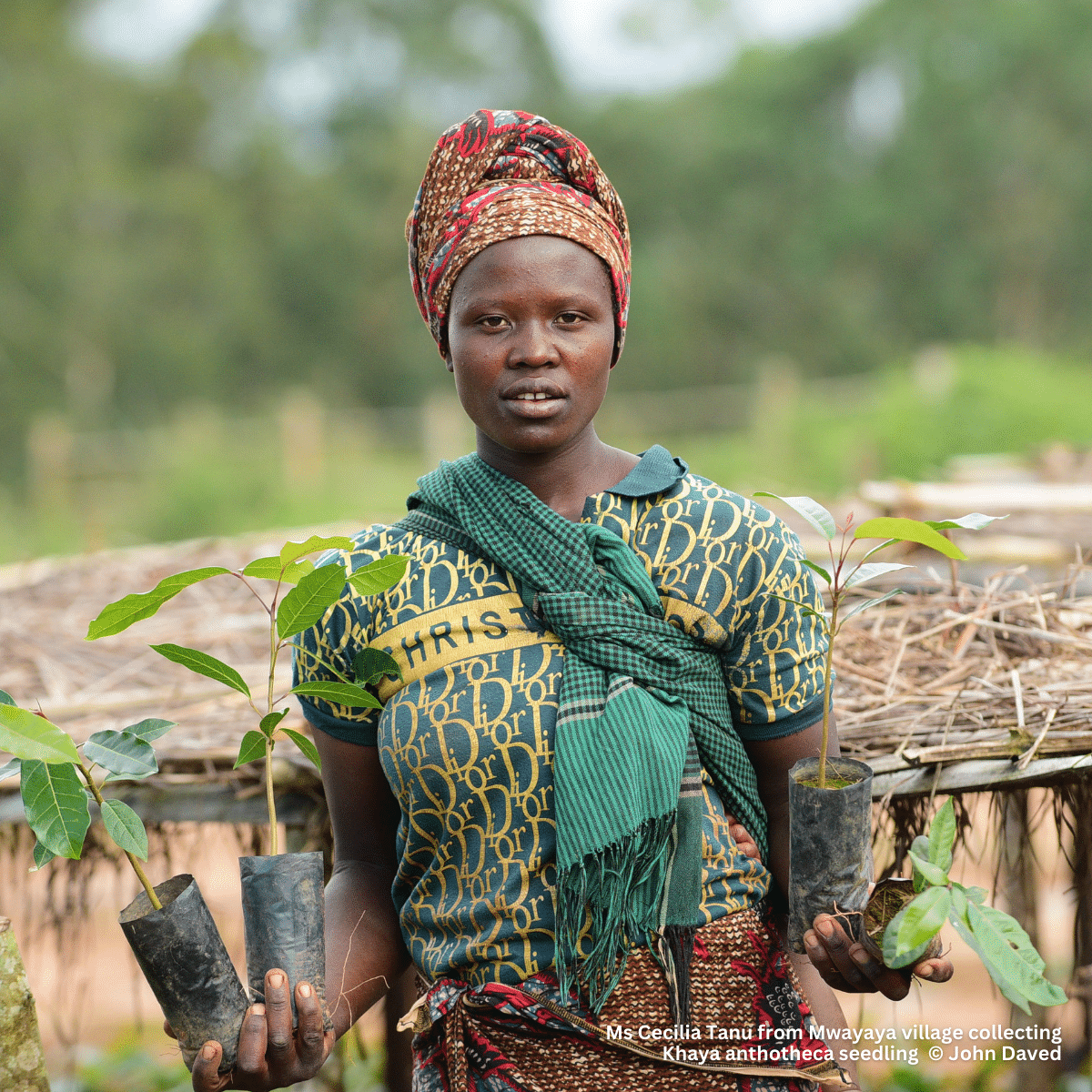 Best Charity for Tree Planting & Top Environmental Nonprofit Organizations