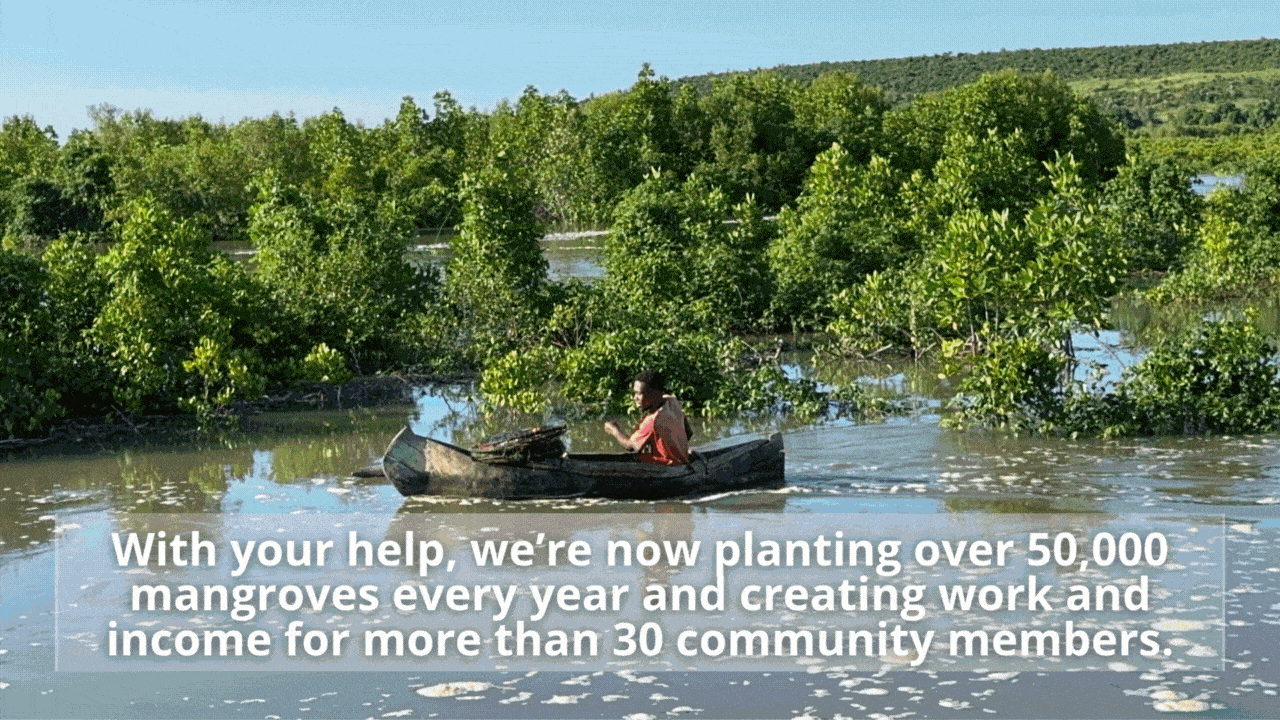 COP 30 Mangrove Match - Restoring Mangrove Forests