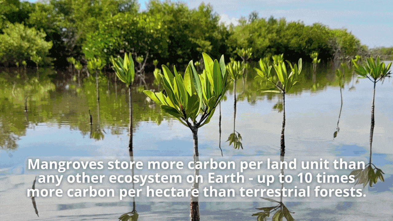 Restoring Mangrove Forests in Madagascar - Mangrove Reforestation
