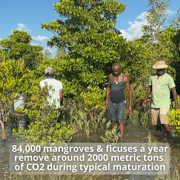 Donate to Plant Trees - Best Tree Planting Charity